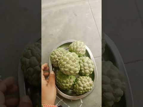 గింజల్ని పడేయొద్దు#doubt west custard apple seeds #Naliniravinraprasad