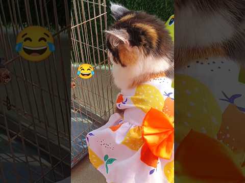 Want to Know Your Cat's Secret? Watch This Now #trending #shorts #viralvideo #foryou