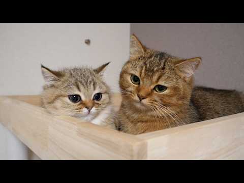 Kitten Choco got caught by cat Charo and couldn't get down from the cat tower.