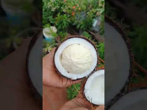 natural beauty health food #thengaipoo #coconutflower #shorts #healthyfood #subscribe