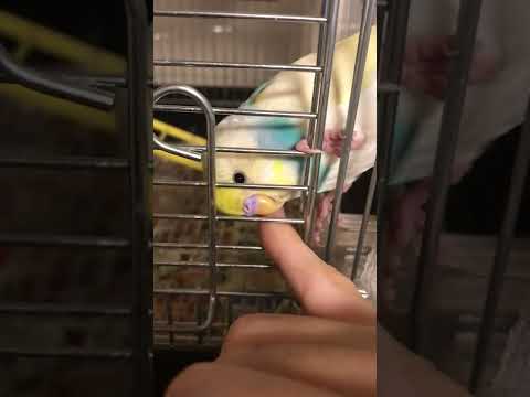 なんか見つめてくるインコ #セキセイインコ #かわいい #budgie #すいちゃん