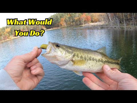 Has This Ever Happened to You When Swimbait Fishing? What Would You Have Done?