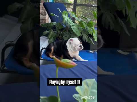 Dog playing