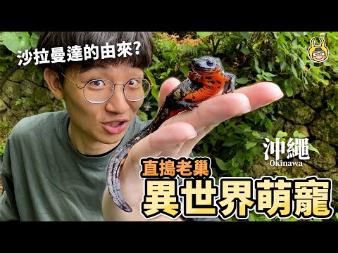 劍尾蠑螈！鑲金萌寵水溝裡找一堆！火之精靈沙拉曼達是你！？