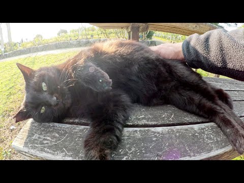 Black cats turn their stomachs towards the sky when touched by humans