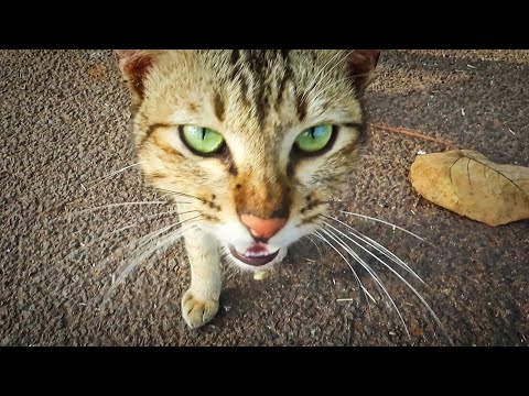 Cat Meowing 🐈 Cat Sound | cat talking | Cute Cat Videos  #cat #cats  #catmeow #catsound  #catlover