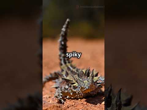 Amazing Desert animals #viralvideo #viral