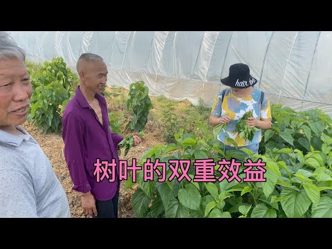 农村的新机会！桑树种植有了双重效益，农民伯伯笑嘻嘻