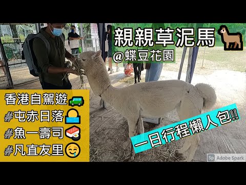 香港自駕遊｜蝶豆花園親親草泥馬及動物們🐇🐑 ｜屯赤(港版沖繩)日落🌅 ｜美食#魚一壽司 🍣 #凡直友里 😋 HK Staycation Butterfly Valley ｜TM-CLK Sunset