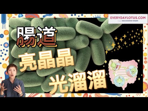 腸道亮晶晶光溜溜🦠乳酸菌調節一切 【促進腸道菌種平衡】 調整消化道機能｜提升吸收功能｜微生物倉庫🆙｜紅茶菌| 紅茶菇| 茶菇| 康普茶｜克菲尔或开菲尔｜高加索酸奶｜克菲爾| 开菲尔｜牛奶酒| 鹹酸奶