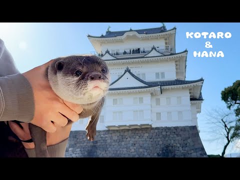 Otters Go to a Castle and Enjoy the City!