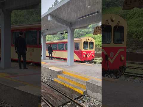 阿里山小火車 雨中進站畫面 Alishan Forest Railway and train｜Alishan Forest Train｜奮起湖車站｜嘉義｜Taiwan