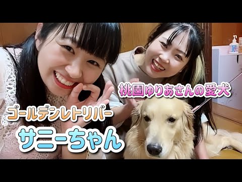 ゆりあさんの愛犬🐶ゴールデンレトリバーサニーちゃんと一緒に生配信(2024/10/23)