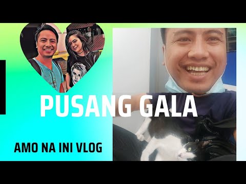 Pusang gala nagutom | nagpalambing