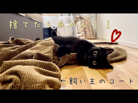 飼い主の着ていたコートの上から動きたくない黒猫