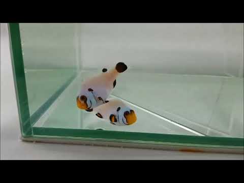 人工熊貓黑足小丑Black Pelvic Fin Panda Clownfish（Captive-Bred , Hybrid）use1k