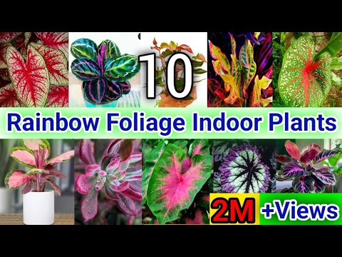 10 Rainbow Foliage Indoor Plants | Best Rainbow Leaf Indoor Plants | Indoor Colourful Houseplants