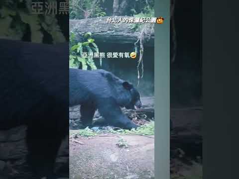 木柵動物園 黑熊 與 企鵝 #動物園 #zoo