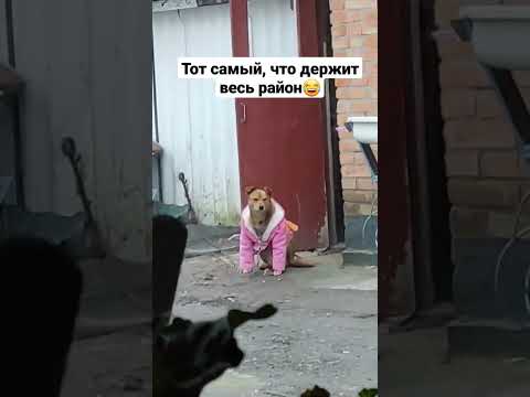 Тот самый пёсик, который держит весь район😂