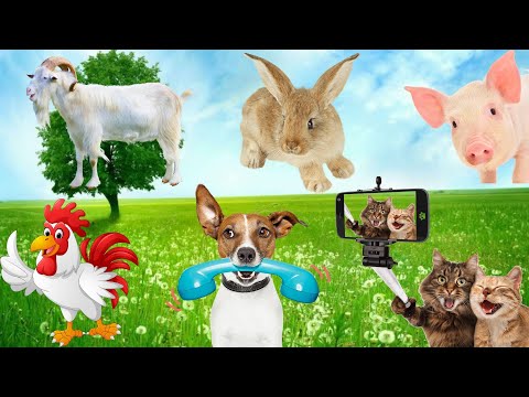 True Friendship: Adorable Pet Moments - Dogs, Cats, Chickens, Ducks and Rabbits