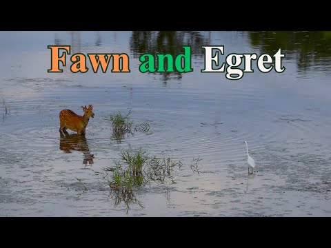 Fawn and Egret | Horizons_視野 | Wildlife | animals