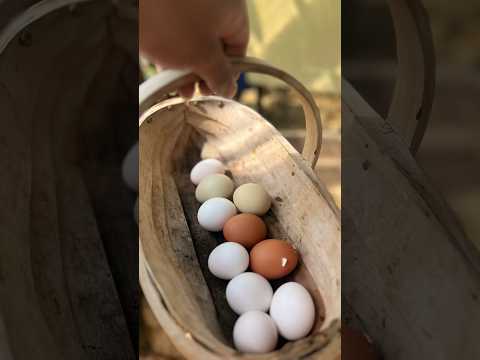 Let’s collect some fresh eggs #chicken #egg