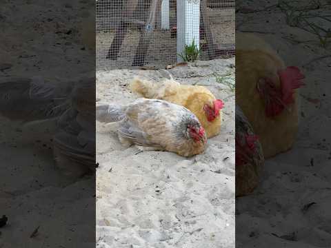 Chickens need a dust bath. #chicken #tips #homestead #backyardchickens #hen #dustbath #clean