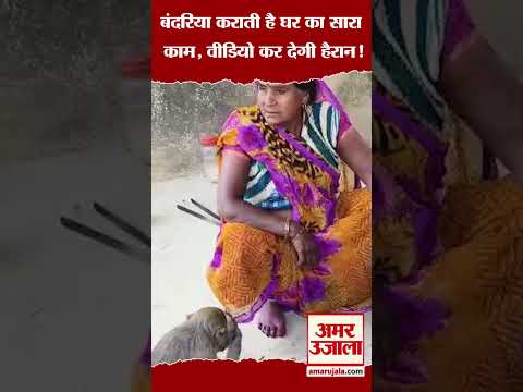 बंदरिया कराती है घर का सारा काम, वीडियो कर देगी हैरान!  #shorts #viralvideo