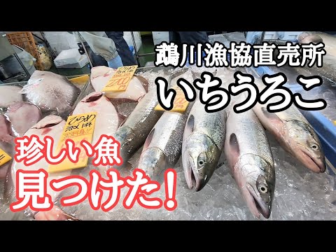 【北海道】初訪問！鵡川漁協直売所「いちうろこ」3周年創業祭へ🎉稀有な魚と運命の出会い💘