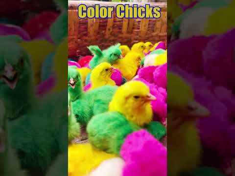 Murgi ke bacche | Cute Chuja | Chuche | Murgi ki Chicks