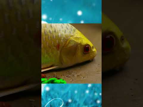 Fish stop motion asmr - Crocodiles steal the eggs of koi fish  #shorts #cuckoo #funny #stopmotion