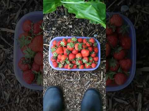 いちご🍓開花から収穫まで﻿ Strawberries - from flower to harvest #Shorts