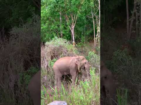 Don't relese polythene to enviroment. Sad to see elephant eating polythene bag. #elephant #asian