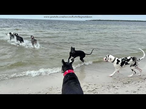 7 Great Dane's Enjoy 1st Beach Run After Two Florida Hurricanes