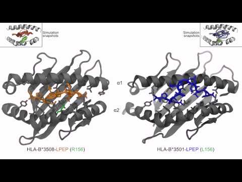 MONASH U: Supercomputer reveals proteins' ultra-fast wiggle