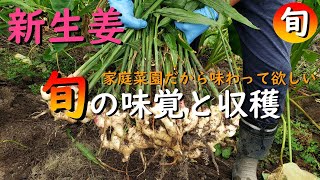 旬！家庭菜園におすすめ今だから味わえる新生姜の収穫時期