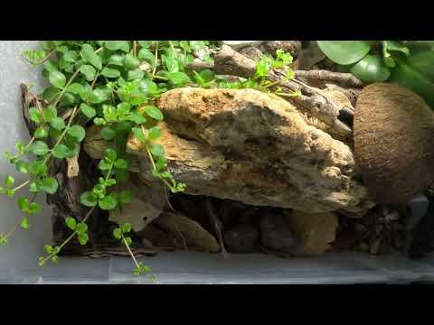 Mediterranean Geckos Thriving in a Luxurious Terrarium: GoPro Hero 13 Top-View Filming