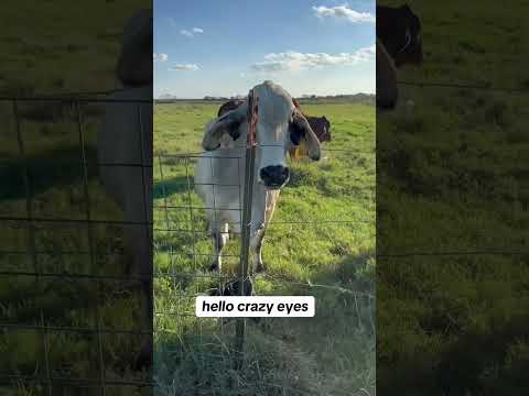 Hump Day! #cows #crazycow #brahman  #cattle  #farming