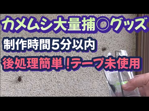 【緊急動画】家庭菜園の大敵悪臭の王者カメムシ大量発生！激安、短時間で何回も使える大量捕獲退治グッズ！捕獲の仕方も教えます！