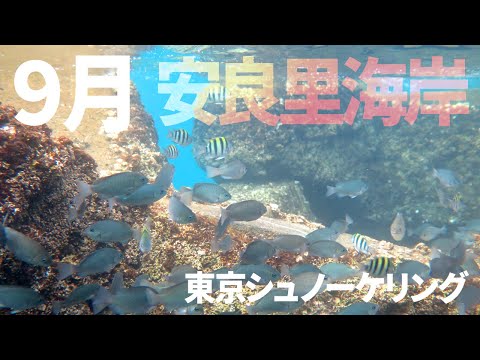 ＃２９安良里海岸でシュノーケリング②（2017年9月）【東京シュノーケリング】