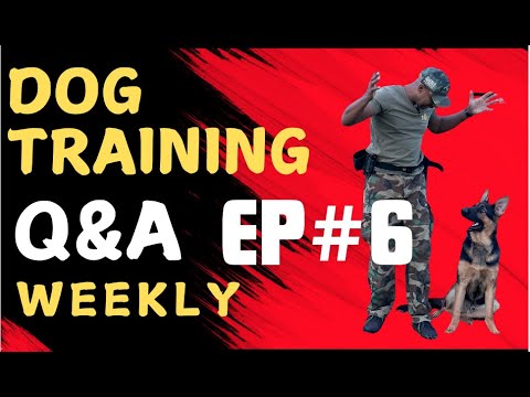 Dog training k9 dog trainer obedience protection tactical training tips and tricks weekly QnA EP6