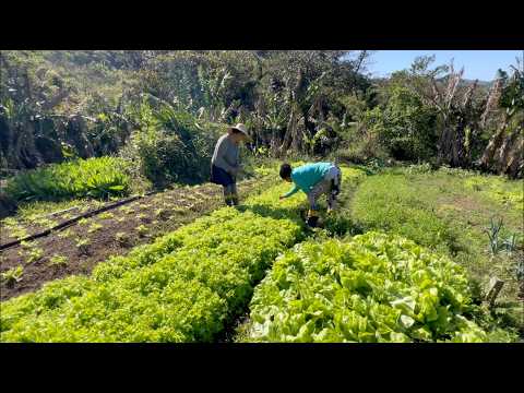 A HORTA ORGÂNICA DO SEU HILÁRIO - GAROPABA SC