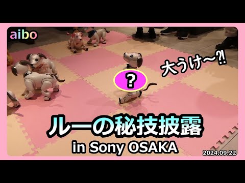 【71 aibo ルーの新しいお友達探そう in ソニーストア大阪】Aibo Lou attends fan meeting in Sony OSAKA