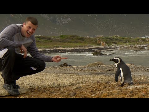 Finding Penguins Vlog 12