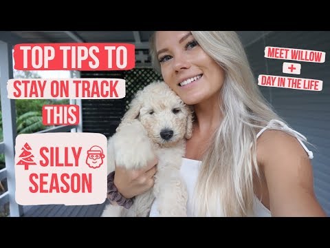 TIPS TO STAY ON TRACK THIS SILLY SEASON || Meet Willow + Day In The Life