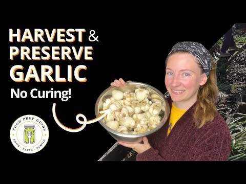 Harvest & Preserve Garlic [Without Curing]