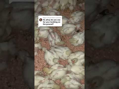 Chicken bedding