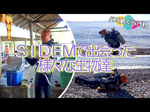 【バリ島ダイビング】ウミウシからウミガメまで！ＳＩＤＥＭで出会った色んな生物達♪