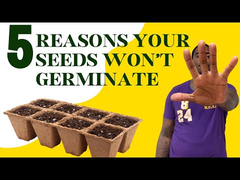 5 reasons you have trouble getting your seeds to germinate