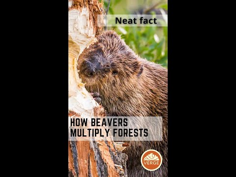 How Beavers Increase Tree Populations